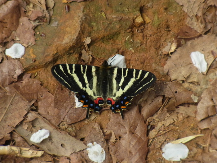 ギフチョウ写真
