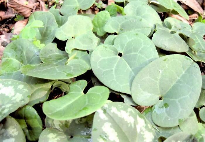 ヒメカンアオイ写真