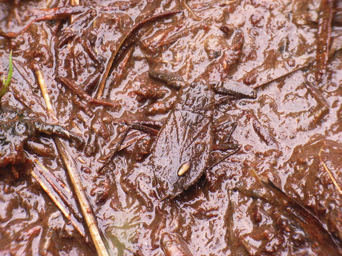 ヒメタイコウチ写真