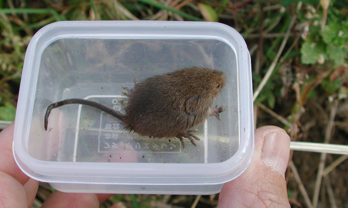 カヤネズミ写真