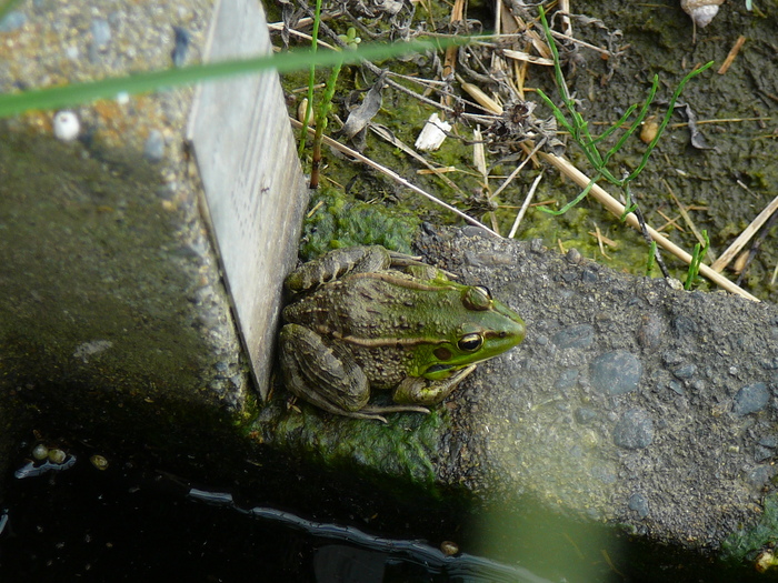 ナゴヤダルマガエル写真