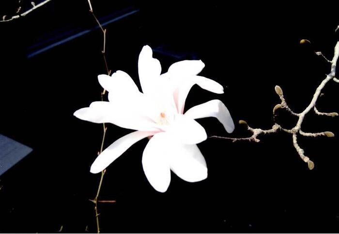 シデコブシ写真