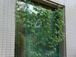 株式会社ティーイーティー　緑のカーテン