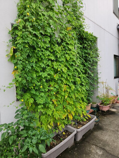 株式会社ビクター化学工業所　緑のカーテン