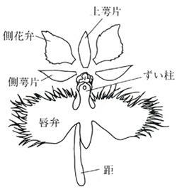サギソウ 