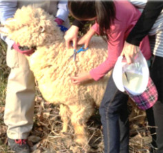 ヒツジの毛刈りその1