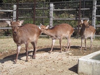 ヤクシカの写真