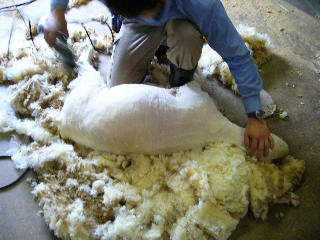 羊の毛刈りの写真