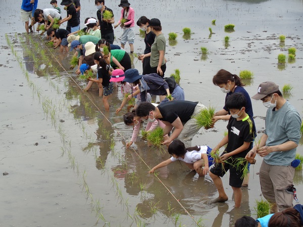 田植えの様子