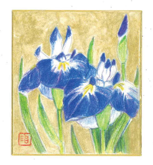 Iris