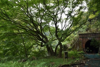 イロハモミジとトンネルの写真