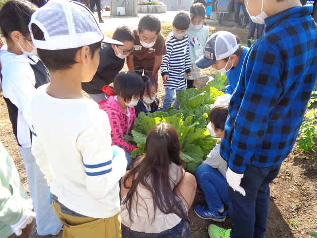 野菜の収穫