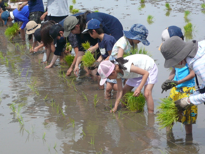 田植えの様子