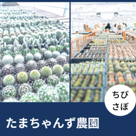 寄せ植え4