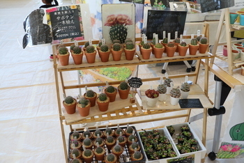 寄せ植え3