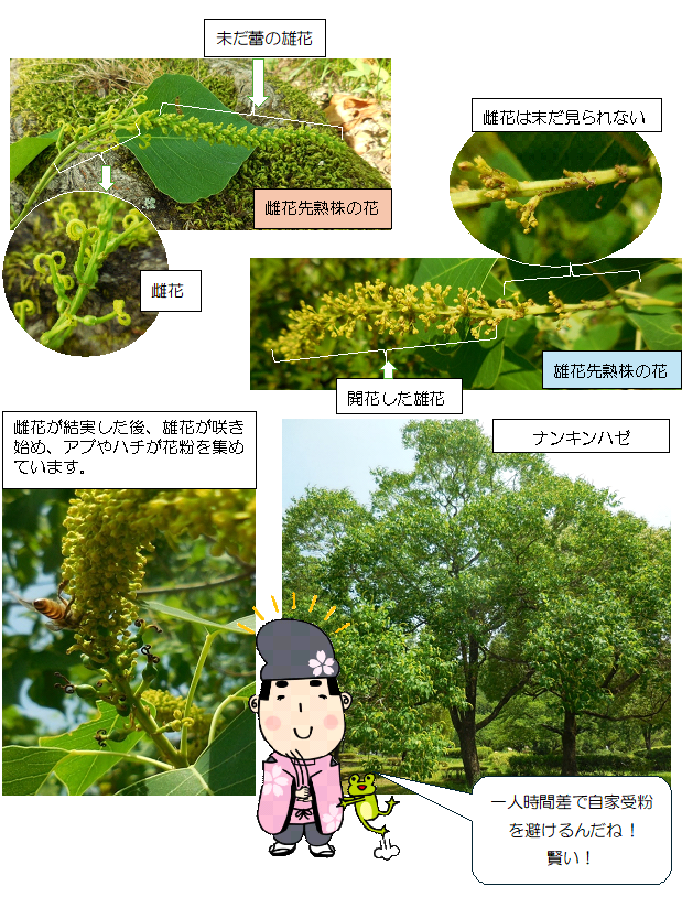 ナンキンハゼの遺伝子の多様性戦略