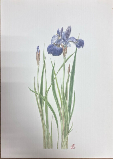 植物画