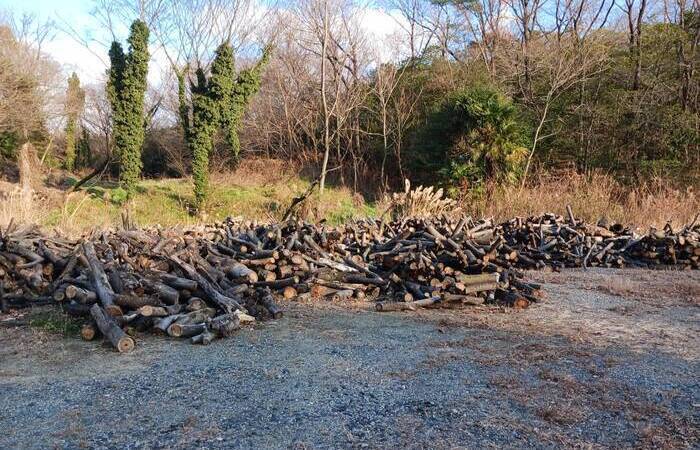 集積した伐採木の写真
