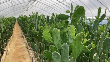 ごとうさぼてん