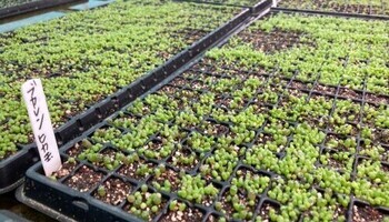 みしょうさぼてんはうす