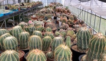 サボテンハウス親株