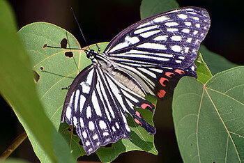 アカボシゴマダラの写真