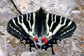 ギフチョウの写真