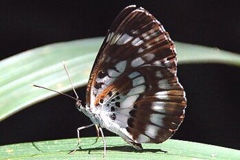 ホシミスジの写真