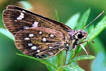 ホソバセセリの写真