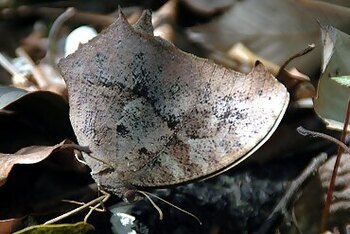 クロコノマチョウの写真