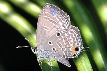 クロマダラソテツシジミの写真