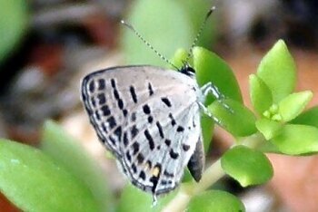 ムシャクロツバメシジミの写真