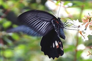 ナガサキアゲハの写真