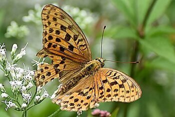 オオウラギンスジヒョウモンの写真