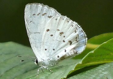 サツマシジミの写真