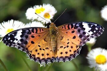 ツマグロヒョウモンの写真