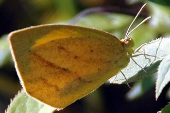 ツマグロキチョウの写真