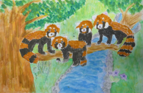 わたしのだいすきなレッサーパンダ