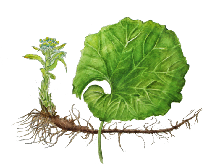 植物画(ボタニカルアート)例