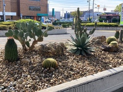 庁舎正面玄関前サボテン植栽