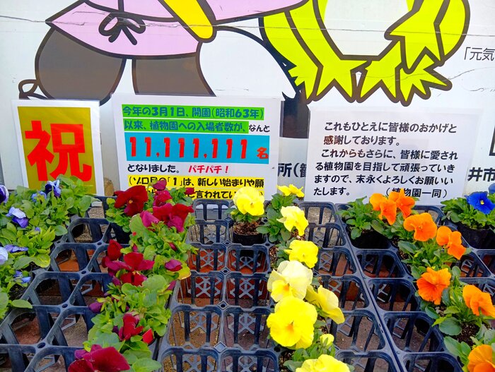 ショウジョウトキ