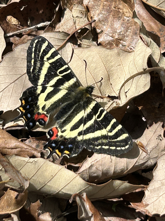 R8ギフチョウ写真